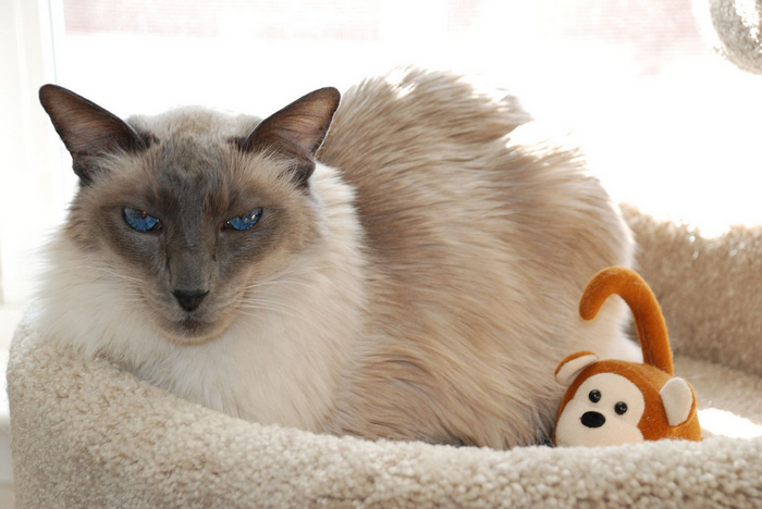 кошка породы балинезиская на фото