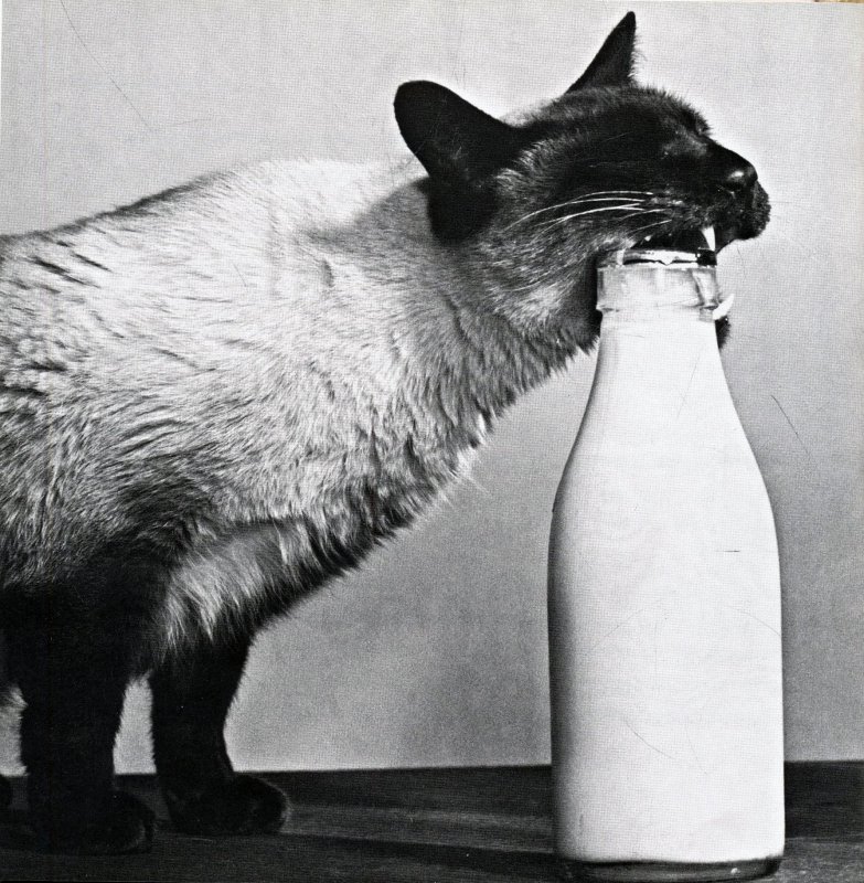 кошка и молоко