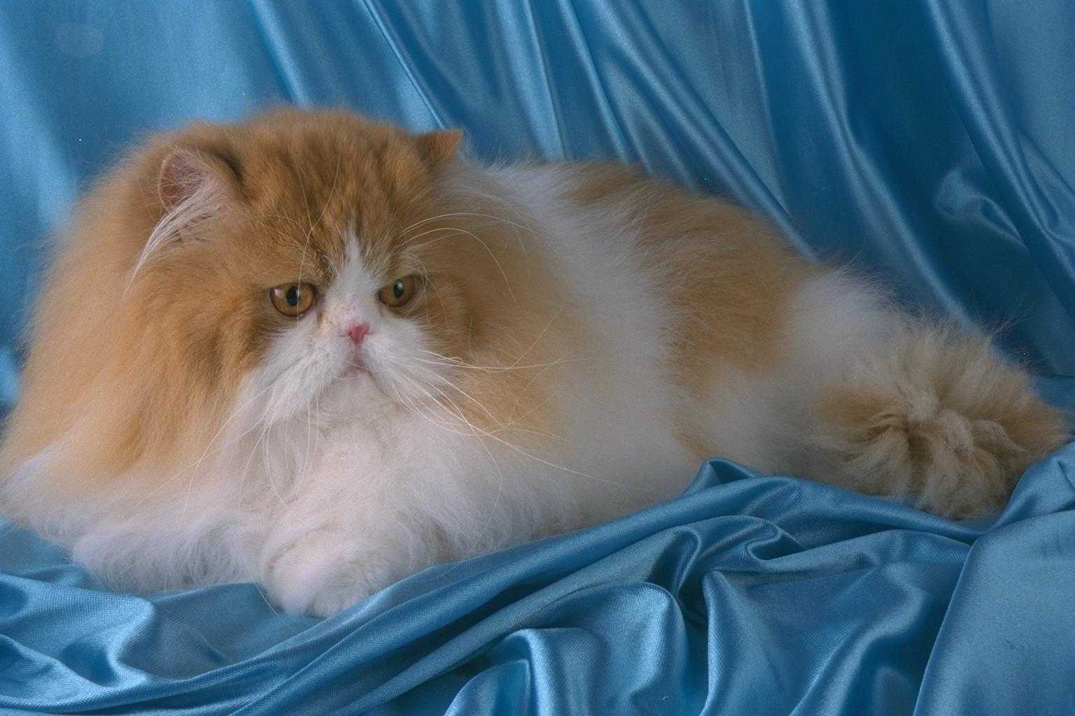 характер персидских кошек