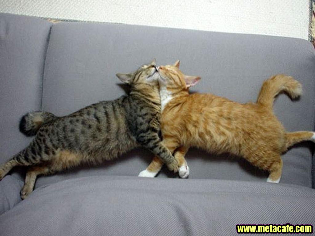 Кот и кошка лежат на диване
