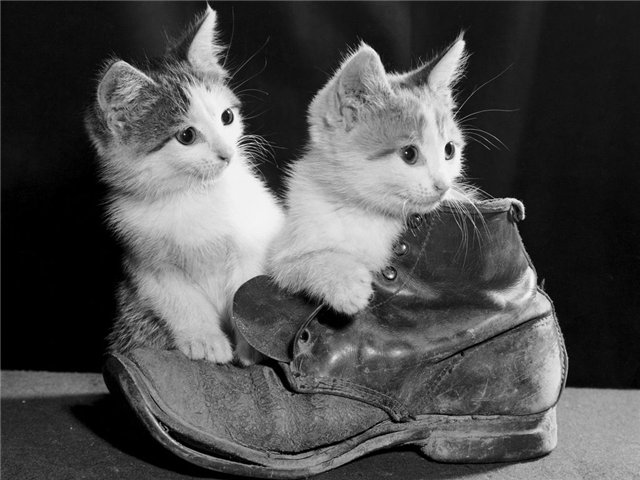 котята в ботинке