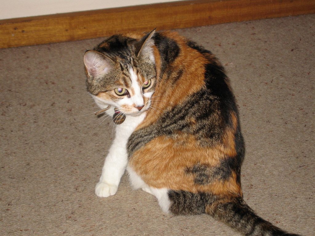 Черпаховая кошка калико