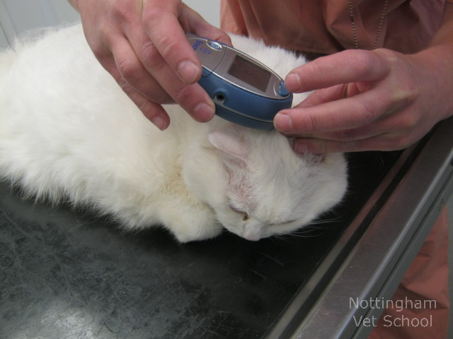 измерение глюкозы у кошки с диабетом