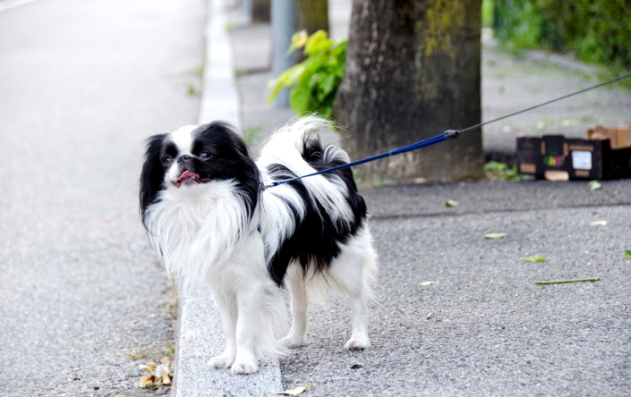 собака породы японский хин