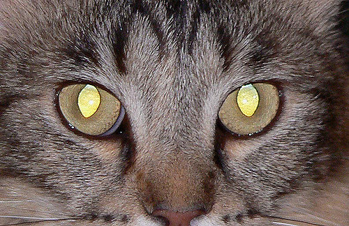Красивые светящиеся глаза кота