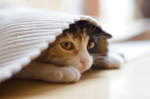 кошки и стресс, как избавить кошку от стресса, в чем проявляется стресс у кошки, что вызывает стресс у кошки
