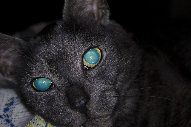 У кота светятся глаза в темноте
