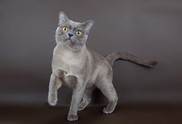 Голубая бурманская кошка