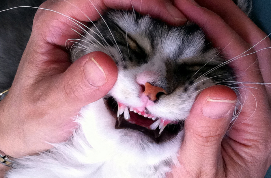 полость рта у котенка