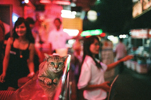кошки в тайланде, тайланд, история кошек