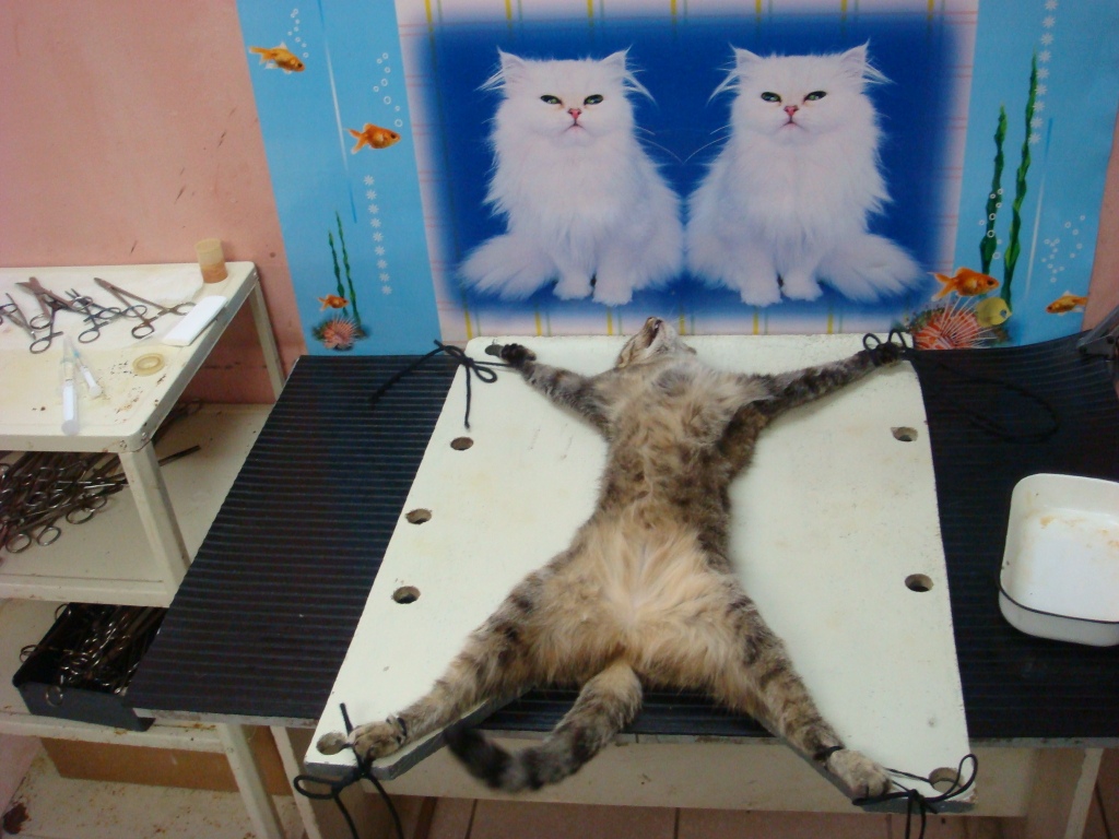 Кастрация кота как это сделать Кастрация кота как это сделать