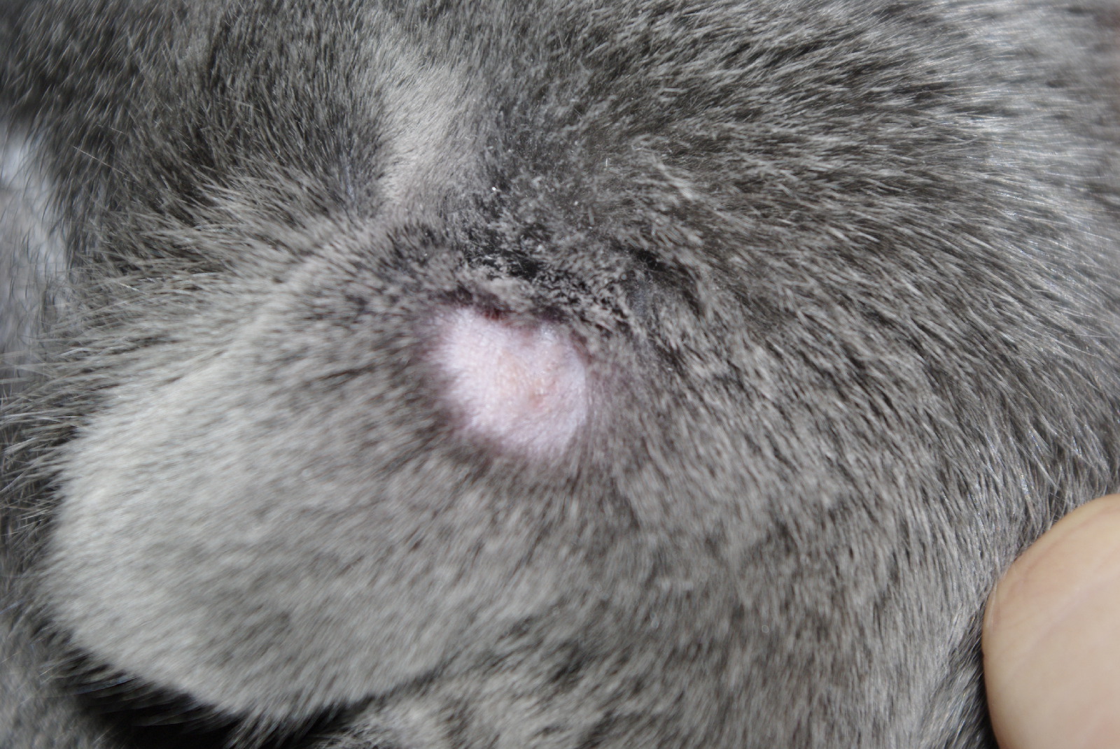 Лишай у кошек и котов: фото, признаки, симптомы и лечение в ...