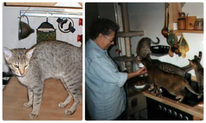 Канаани: фото кошки, цена, описание породы, характер, видео, питомники