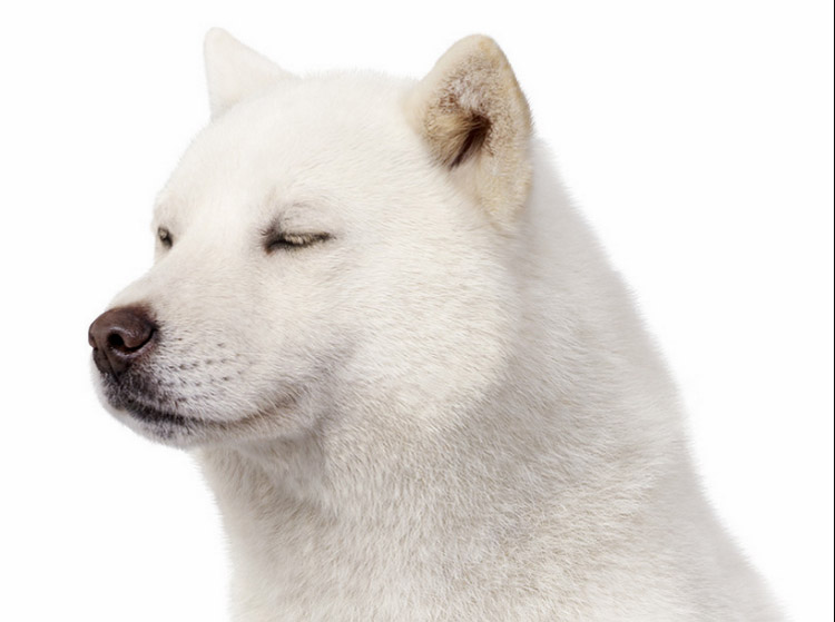 Собака айну: стандарт японской породы, внешность хоккайдо, содержание, дрессировка и фото