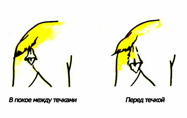 На какой день течки вяжут собак чихуахуа На какой день течки вяжут собак чихуахуа