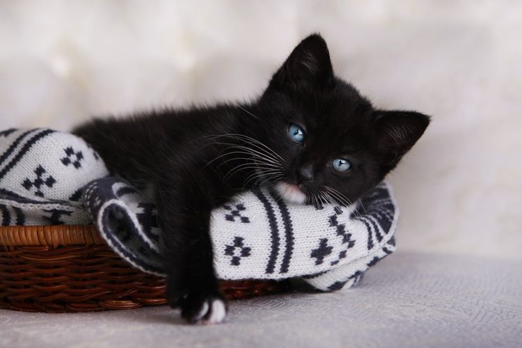 Черный котенок в корзинке