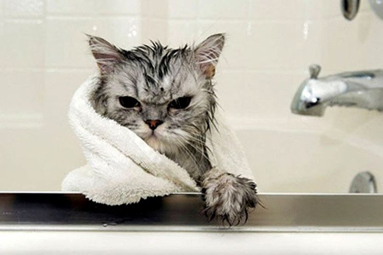 Можно ли мыть кошек и как часто – сколько стоит помыть кота?