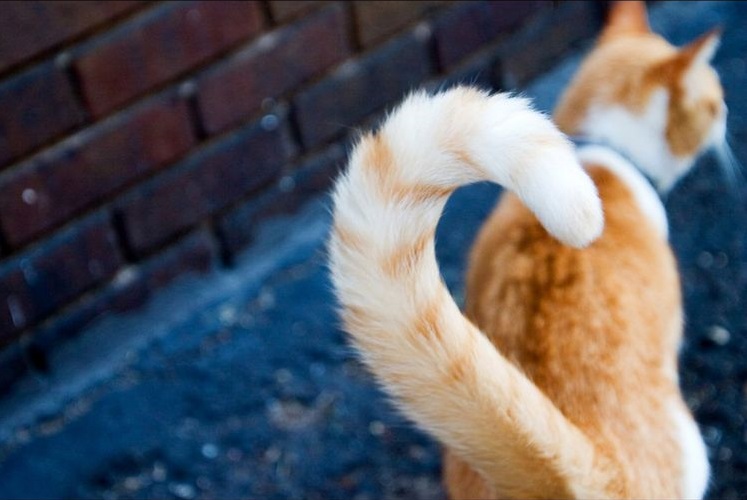 Кошка машет хвостом что это значит, что означает если кот?