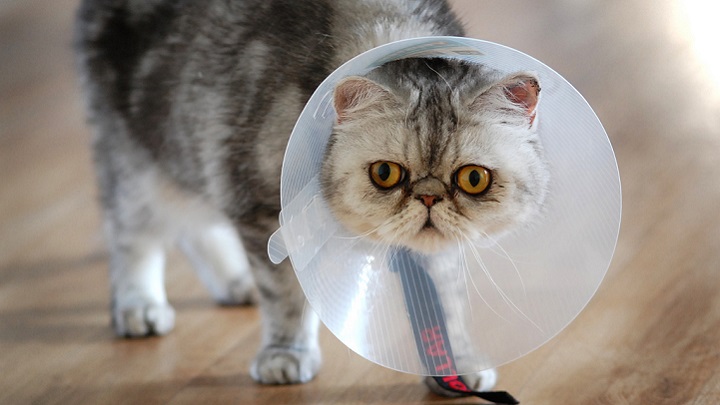 Пиометра у кошек: симптомы, лечение, фото