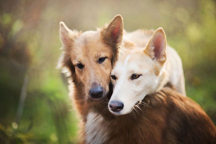 Размножение собак: почему они слипаются и склеиваются при спаривании