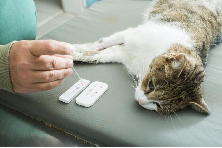 Мягкие лапки: последствия операции удаления когтей у котов, уход после операции
