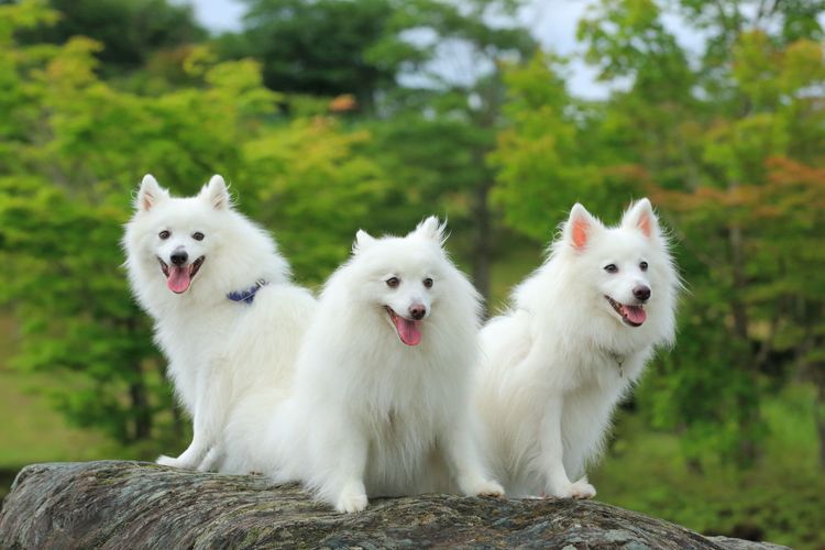 Карликовые породы собак — список с фото и названиями карманных собачек