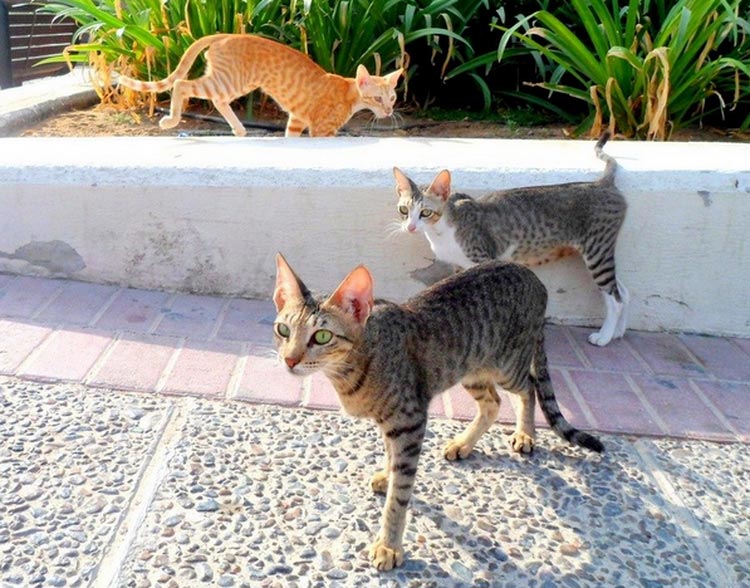 Аравийский мау: фото кошки, цена, описание породы, характер, видео, питомники