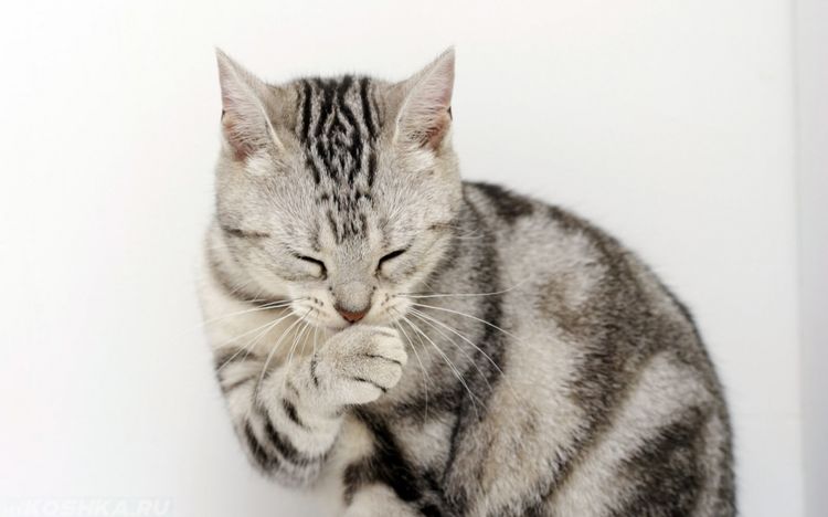Поликистоз почек у кошек: причины заболевания, симптомы и лечение