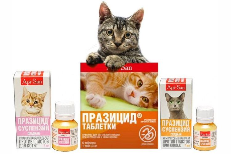Празицид для кошек и котов (суспензия, таблетки, капли на холку): инструкция по применению у взрослых животных и котят, отзывы