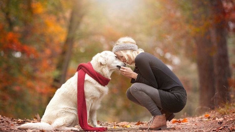 Список из 43 лучших гипоаллергенных пород собак: какие собаки не вызывают аллергию