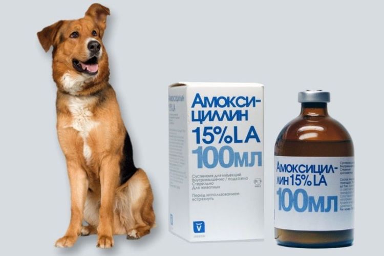 Антибиотики для собак в таблетках, амоксициллин животным