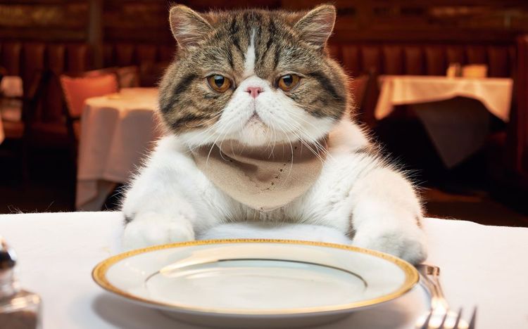 Домашний корм для кошек: рецепты, как кормить кошку натуральной едой