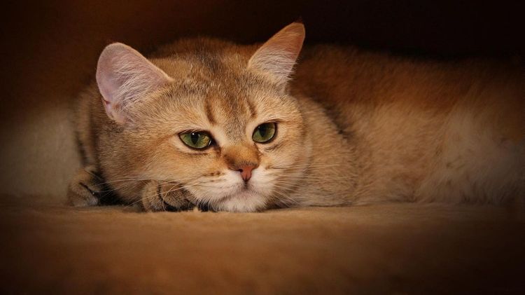 Слабительное для кошки, кота: ТОП средств в домашних условиях