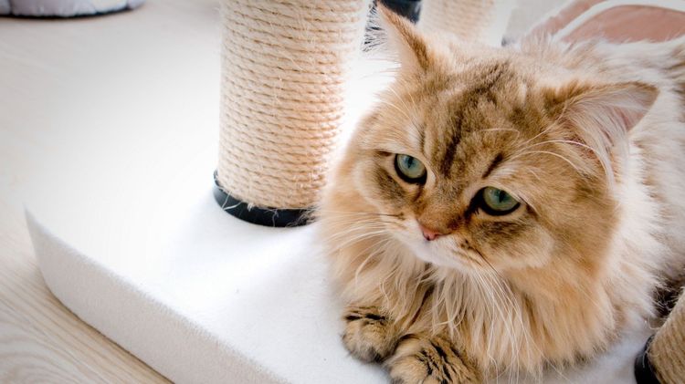 Гангренозный стоматит у кошек: симптомы и лечение в домашних условиях