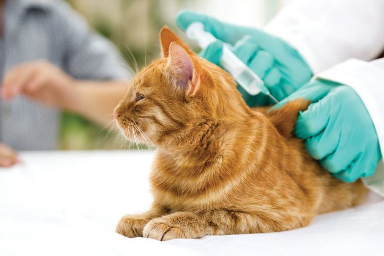 Поливак инструкция по применению для кошек: поливокс вакцина