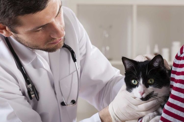 Саркоптоз у кошек: симптомы, лечение и опасность для человека