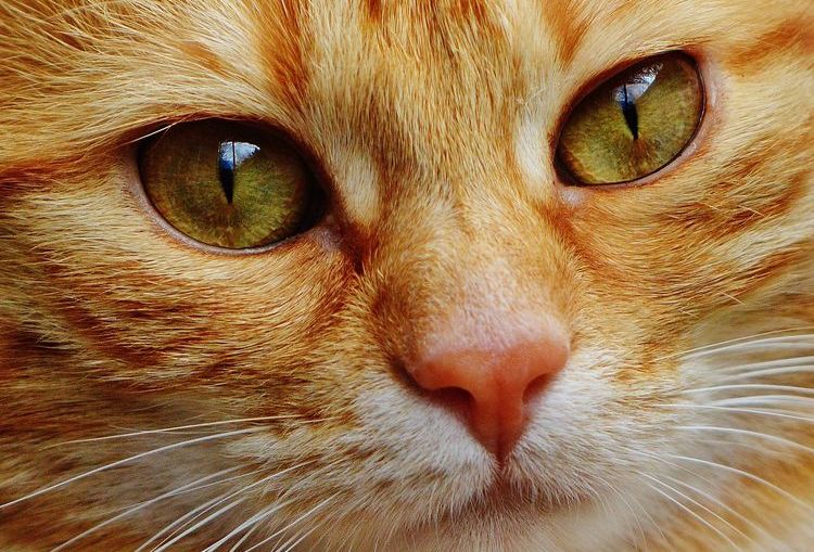 Непроходимость кишечника у кошек: симптомы заворота кишок и лечение
