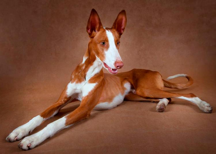 Поденко ибиценко (ивисская борзая) — фото, описание породы собак, особенности
