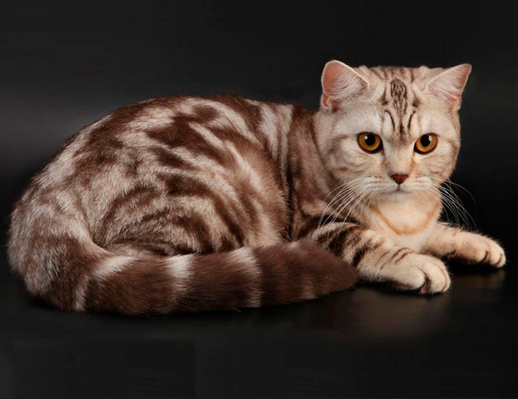 мраморная кошка шоколадная