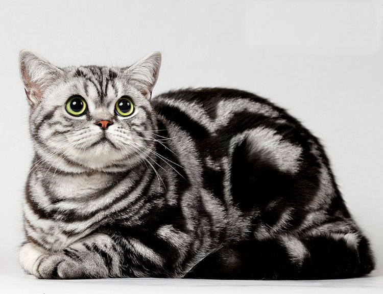 Британская кошка (черный мрамор на серебре)