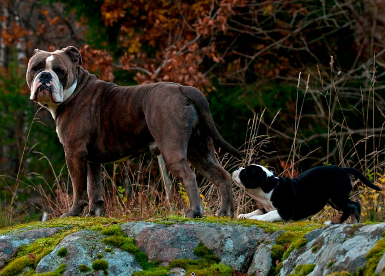 Староанглийский бульдог (заново созданный) — фото и описание породы собак