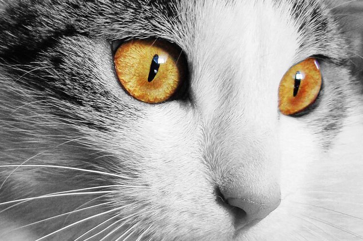 Витамины Доктор Zoo для кошек: 4 популярных вида, отзывы