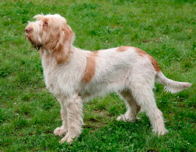 Спиноне итальяно: стандарт породы, особенности внешности итальянской собаки, фото