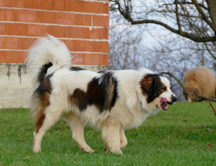 Торньяк: стандарт боснийской породы, особенности содержания и ухода за этими собаками, нюансы выбора щенков, фото и отзывы