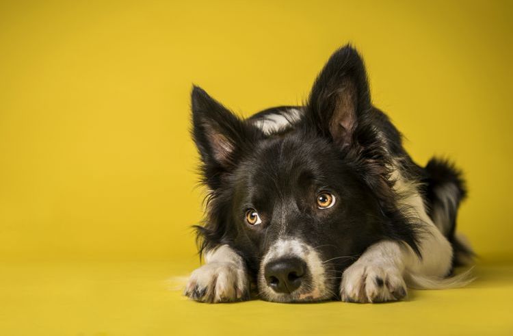 Воспаление легких у собак симптомы и лечение