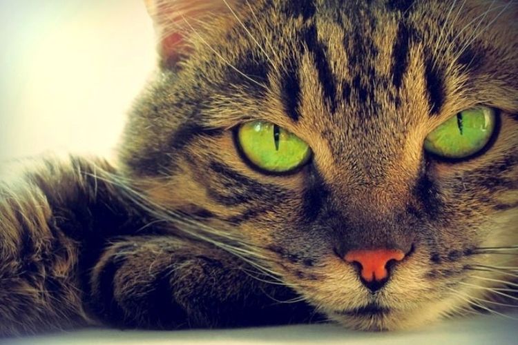 Глазные капли для кошек: Бриллиантовые глаза, Ирис, Ципровет, Барс и другие, обзор, отзывы