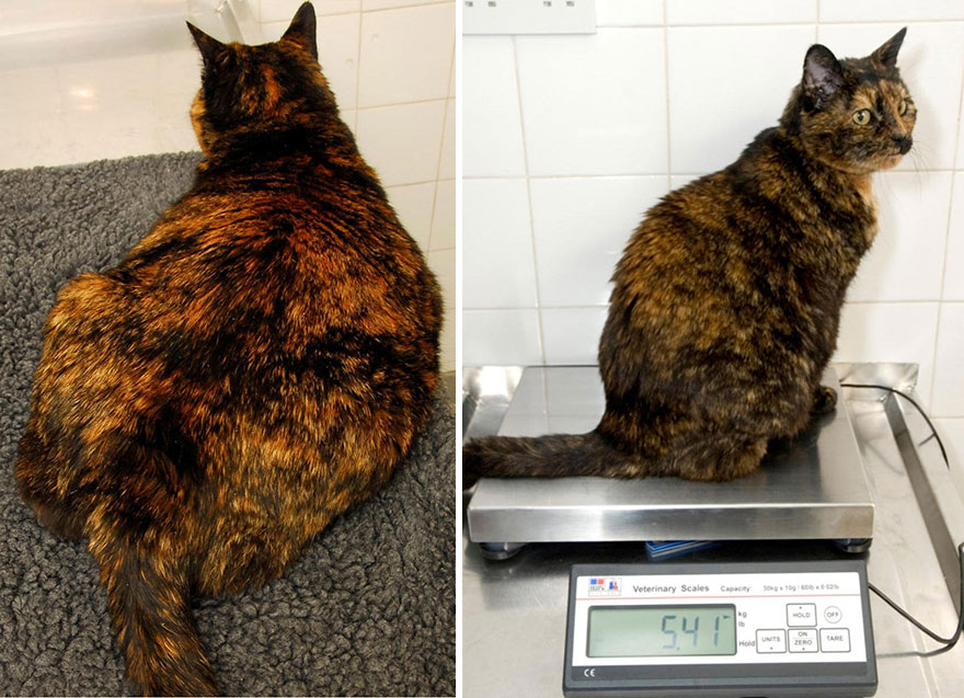 Борьба с ожирением кошек в Великобритании
