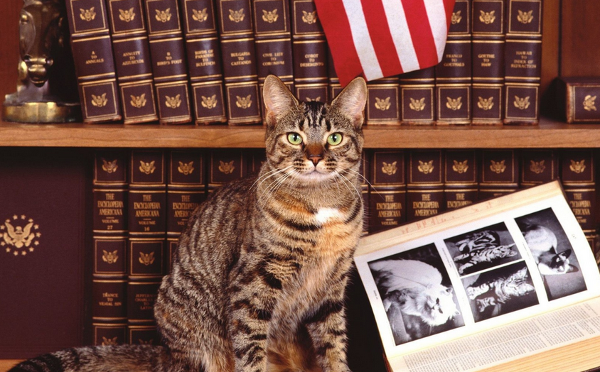 Американская Короткошерстная Кошка Фото
