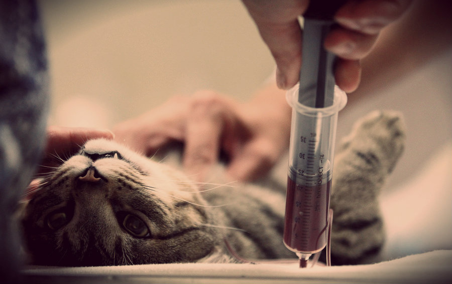 переливание крови кошкам и собакам