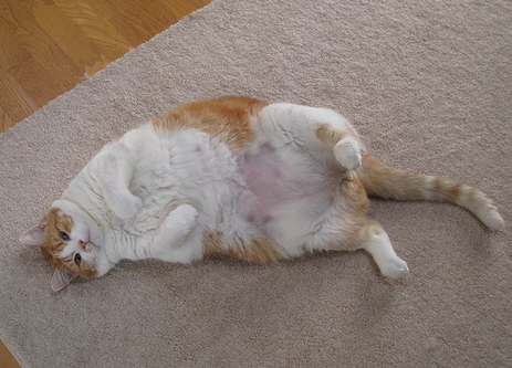 Ожирение у кошек. Причины и профилактика избыточного веса